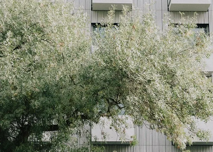 Wilde Porto, Clerigos